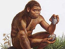 Homo habilis