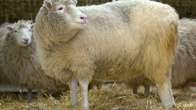 Primera Clonación: Clonación de la oveja Dolly