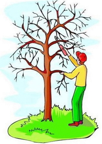 "Pruning"   How do trees grow?  Page 186