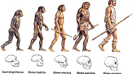 Timeline: Linea Evolutiva de la especie humana
