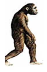 Australopithecus