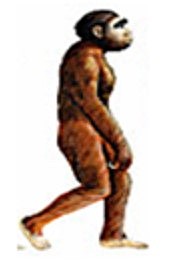 Homo habilis