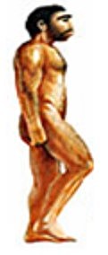 Homo Erectus