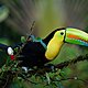 Keel billed toucan 1021048 1920