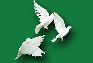 Intercambio Humanitario