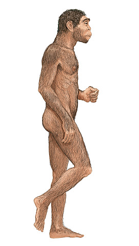 Homo erectus