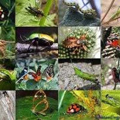 Timeline: ,,ცოცხალი ორგანიზმები"