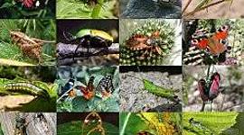 Timeline: ,,ცოცხალი ორგანიზმები"