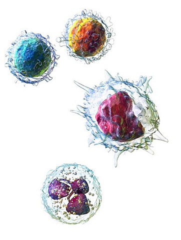 Linfocitos (1950 a 1959)