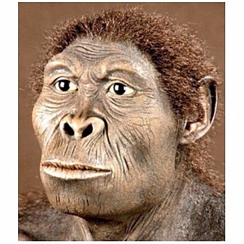 Homo habilis