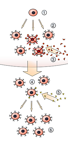 Teoría de seleccion clonal