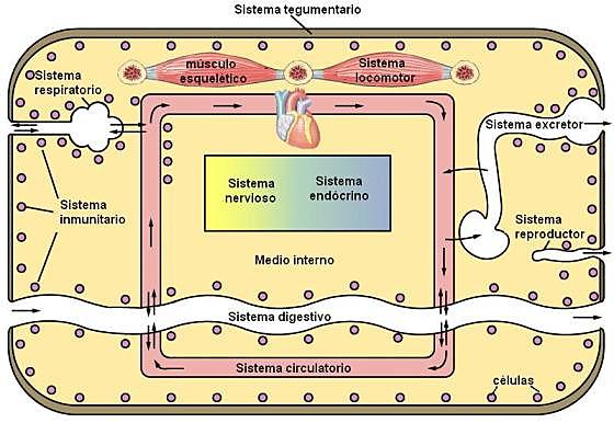 Teoría de la homeostasis