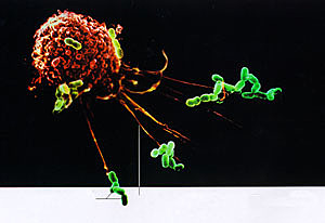 Células de la inmunidad