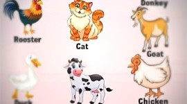 Timeline: პროექტი მეოთხე კლასი ,,მცენარები და ცხოველები"