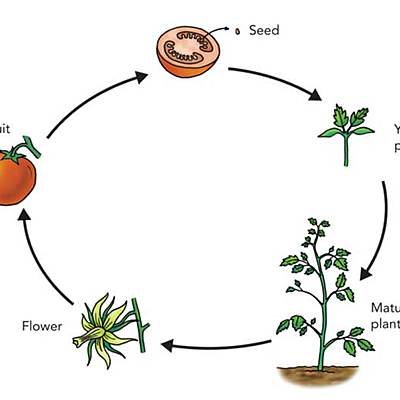 Timeline: Life cycle of a Plant