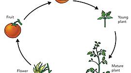 Timeline: Life cycle of a Plant