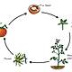 Life cycle of plants