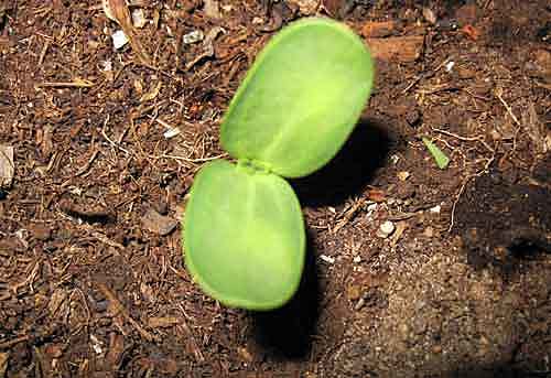 Germination and seedling