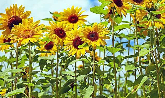 Flowering, pollinating and seeding