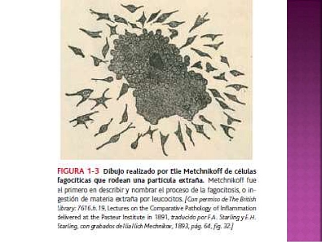 Fagocitosis - Metchnikoff - Premio Nobel