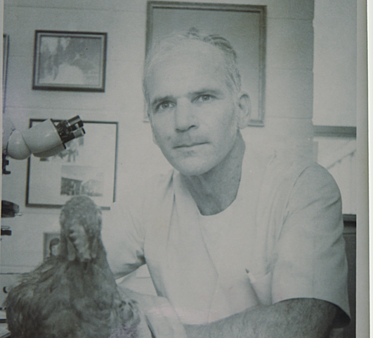 Tipos de linfocitos - Bruce Glick