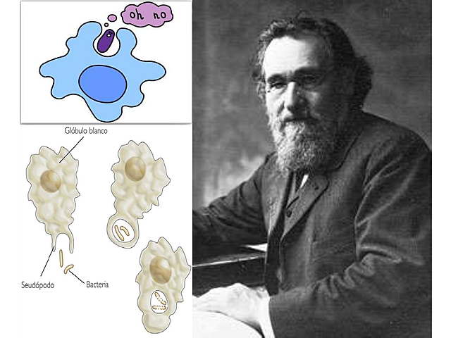Células también contribuyen al estado inmune