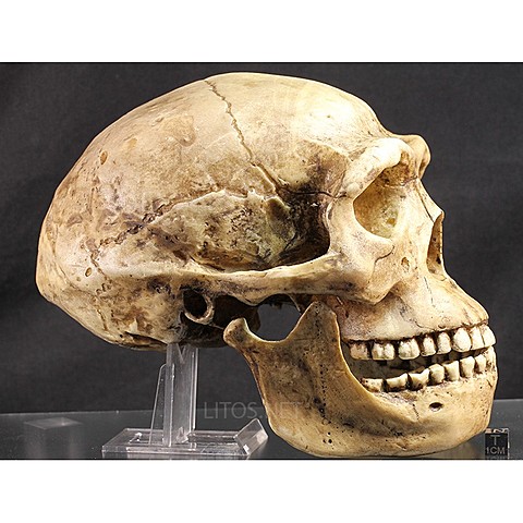 Homo erectus  (2 M - 117 000 BP)