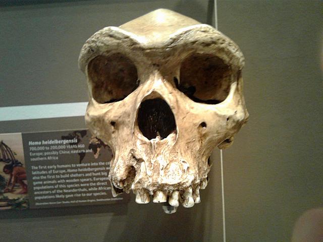 Homo Heidelbergensis (600.000 BP-200.000 BP)