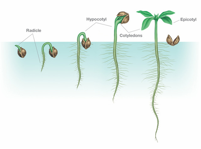 "Germination"  Pages 125-126