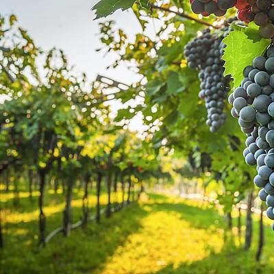 Timeline: La historia del vino