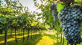 Timeline: La historia del vino