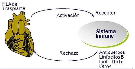 E. Donnall Thomas y Joseph Murray