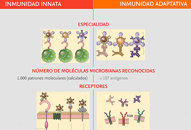 Jules Hoffman, Bruce Beutler y Ralph Steinman