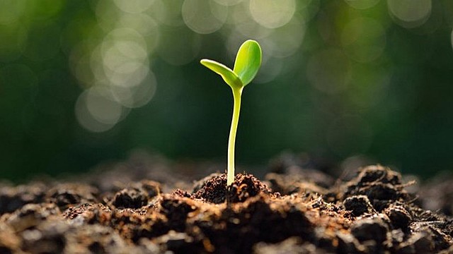 Derecho a gozar de un medio ambiente sano.