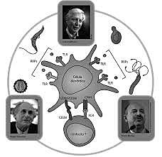 Inmunidad innata y el papel de células detríticas