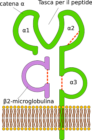 Complejo principal de histocompatibilidad.