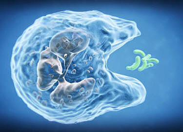 Células del estado inmune