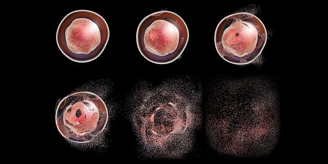 Regulación genética