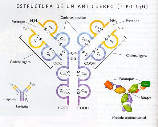 Estructura de anticuerpo