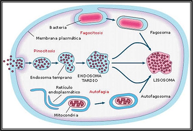 Fagocitosis y antitoxina