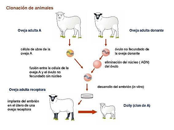 Primer Mamífero Clonado