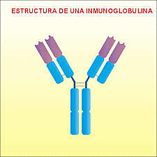 Rodney R. Porter y Gerald M. Edelman