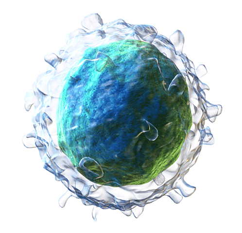 Descubrimiento de los linfocitos