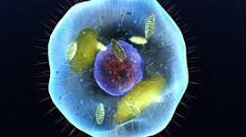 Timeline: DESCUBRIMIENTO DE LA CÉLULA