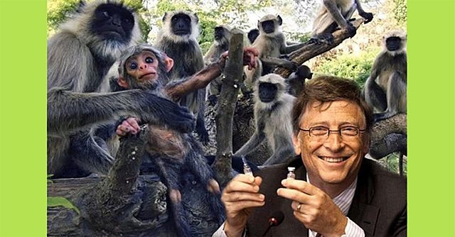 Another Gates Vaccine Bites the Dust—Sick Monkeys Everywhere!