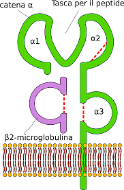 G. Snell, J. Dausset y B. Benacerraf