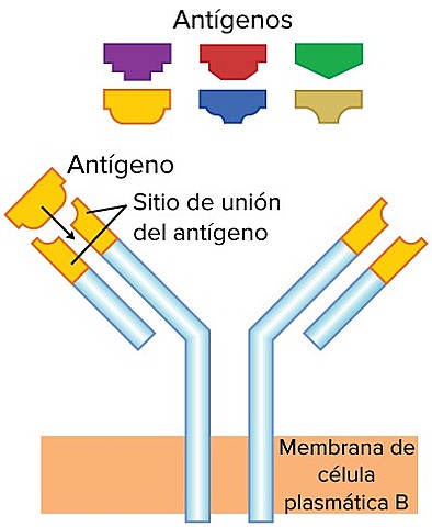 Estructura de los anticuerpos