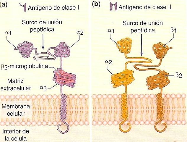 Histocompatibilidad