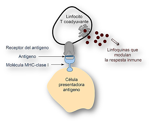 Función del complejo de histocompatibilidad