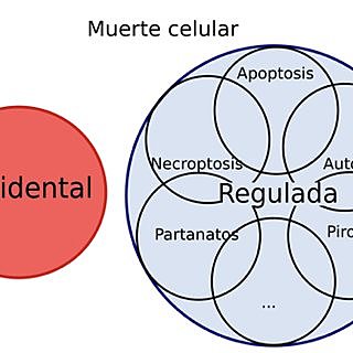 Regulación genética del desarrollo de órganos